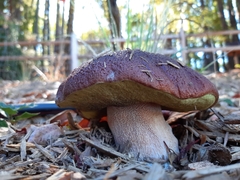 Boletus regineus