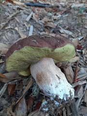 Boletus regineus