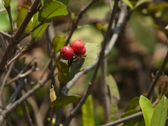 Ixora coccinea