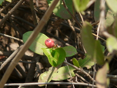 Ixora coccinea