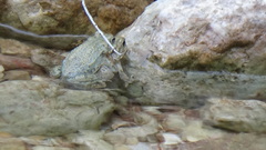 Bufotes surdus