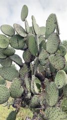 Opuntia streptacantha
