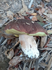 Boletus regineus