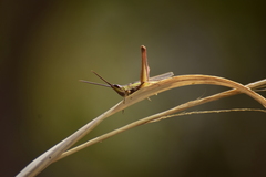 Orthochtha dasycnemis