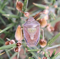 Piezodorus lituratus
