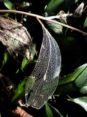 Ruscus × microglossus