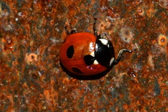 Coccinella quinquepunctata
