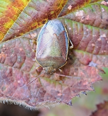 Piezodorus lituratus