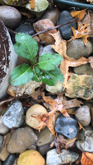 Pseudopanax arboreus