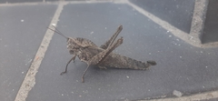 Xyleus discoideus