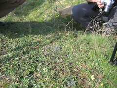 Thaumetopoea herculeana