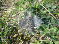 Thaumetopoea herculeana