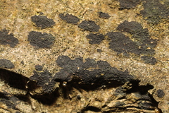 Jackrogersella multiformis