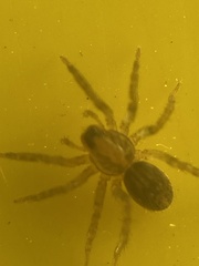 Lycosidae