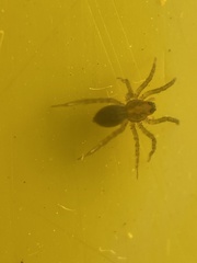 Lycosidae