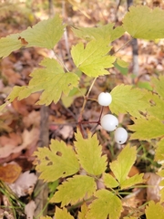 Actaea rubra neglecta