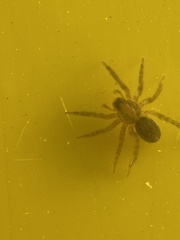 Lycosidae