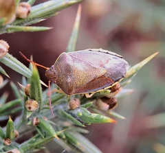 Piezodorus lituratus