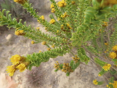Oedera squarrosa