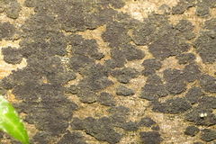 Jackrogersella multiformis