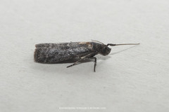 Ectomyelois ceratoniae