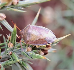 Piezodorus lituratus
