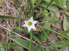 Romulea flava