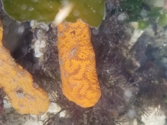 Botrylloides violaceus