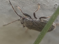 Stygnocoris rusticus