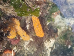 Botrylloides violaceus