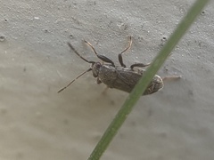 Stygnocoris rusticus