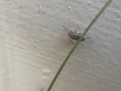 Stygnocoris rusticus