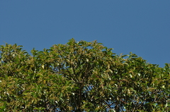 Miconia cinnamomifolia
