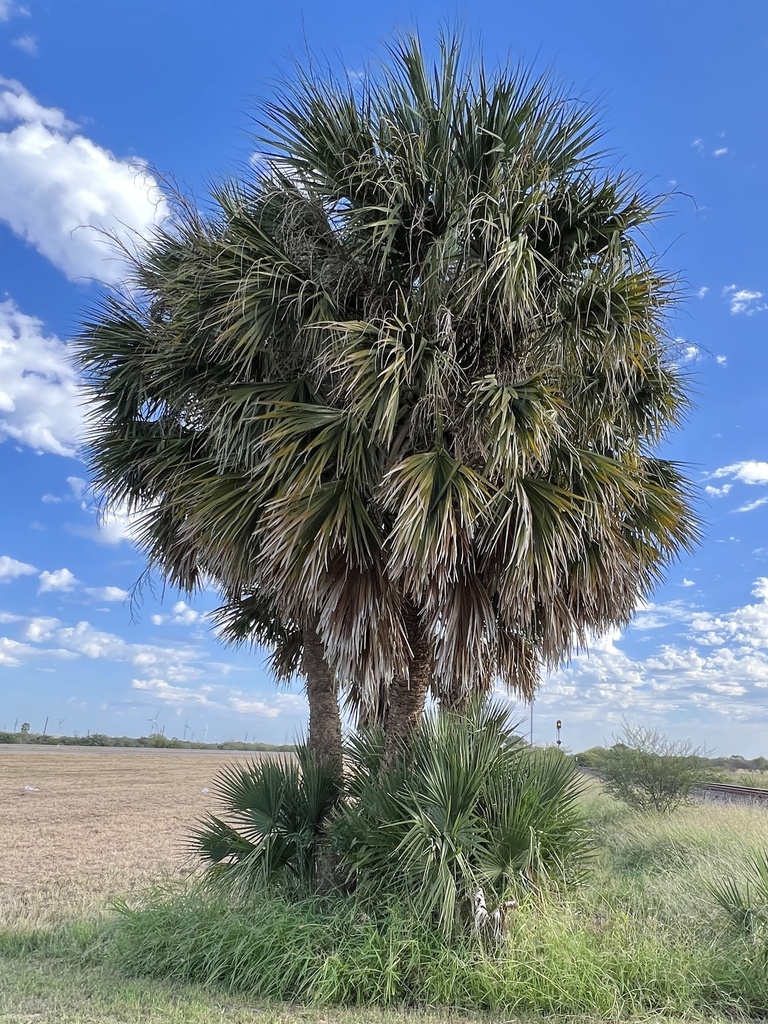 Mexican palmetto