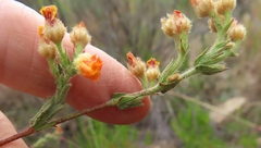 Hermannia stipulacea