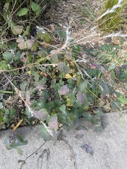 Aquilegia canadensis