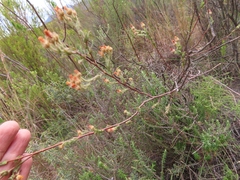 Hermannia stipulacea