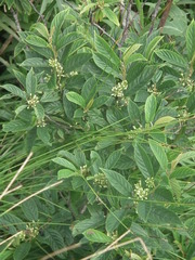 Rhamnaceae