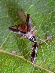 Myrmarachne nigella