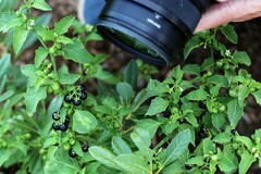 Solanum nigrum
