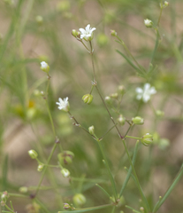 Arenaria lanuginosa