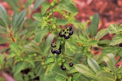 Solanum nigrum