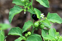 Solanum nigrum