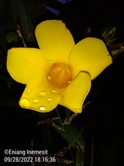 Allamanda schottii