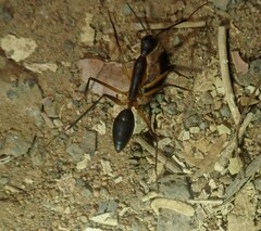 Camponotus etiolipes