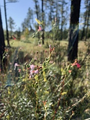 Oenothera suffrutescens