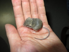 Perognathus
