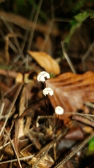 Marasmius rotula