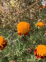 Tagetes