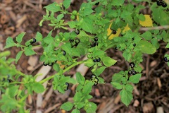 Solanum nigrum